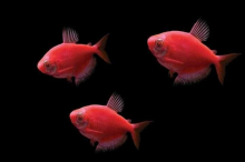 Тернеція червона GloFish