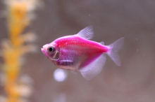 Тернеція рожева GloFish