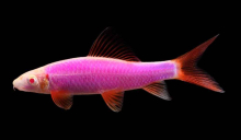 Лабео рожевий GloFish