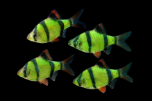 Барбус суматранський зелений GloFish