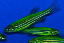 Даніо зелений GloFish