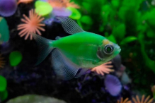 Тернеція зелена GloFish