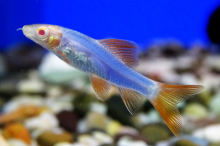 Лабео синій GloFish