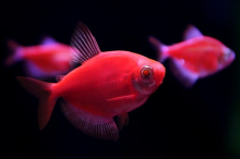 Тернеція червона GloFish