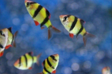 Барбус суматранський зелений GloFish