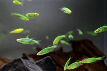 Даніо зелений GloFish