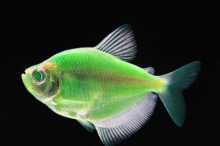 Тернеція зелена GloFish