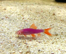 Лабео рожевий GloFish