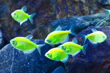 Тернеція салатова GloFish