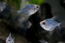 Тернеція блакитна GloFish