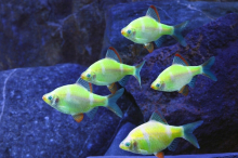 Барбус кольті зелений GloFish