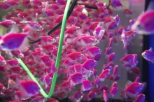 Тернеція фіолетова GloFish