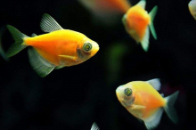 Тернеція помаранчева GloFish