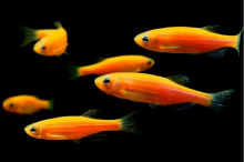 Даніо помаранчевий GloFish