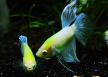 Півник підлітки GloFish