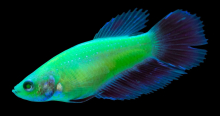 Півник підлітки GloFish