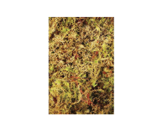 Komodo Живий мох Habitat Moss 100г 4.5л