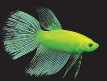 Півник підлітки GloFish