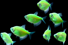 Тернеція салатова GloFish