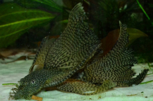 Анциструс вуалевий