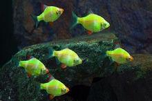 Барбус кольті зелений GloFish