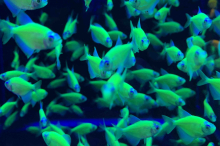 Тернеція зелена GloFish