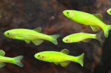 Даніо салатовий GloFish