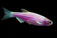 Даніо бузковий GloFish