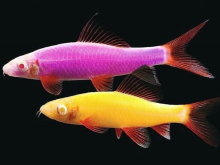 Лабео рожевий GloFish