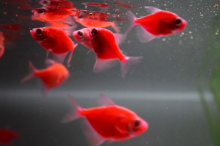 Тернеція червона GloFish