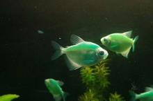 Тернеція зелена GloFish