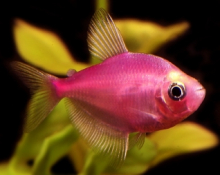 Тернеція рожева GloFish