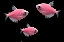 Тернеція рожева GloFish