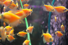 Тернеція помаранчева GloFish