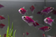 Тернеція фіолетова GloFish