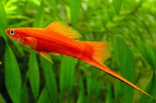 Меченосець метелик
