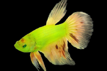 Півник підлітки GloFish