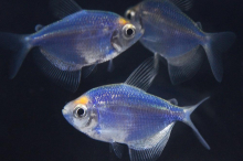 Тернеція блакитна GloFish