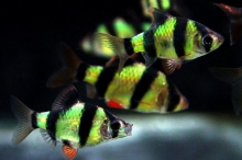 Барбус суматранський зелений GloFish
