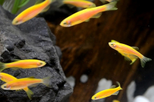 Даніо жовтий GloFish