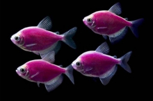 Тернеція фіолетова GloFish