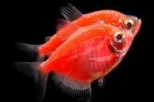 Тернеція помаранчева GloFish
