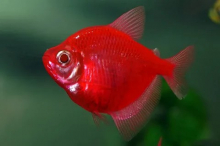 Тернеція червона GloFish