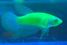 Півник GloFish самка