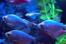Тернеція блакитна GloFish