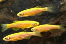 Даніо жовтий GloFish