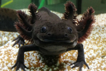 Аксолотль