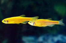 Даніо жовтий GloFish