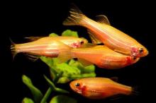 Даніо помаранчевий GloFish