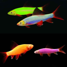Лабео рожевий GloFish